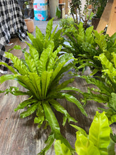 Load image into Gallery viewer, 8” pot Bird Nest Fern Leslie Bird nest Fern 15” tall and wide