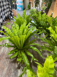 8” pot Bird Nest Fern Leslie Bird nest Fern 15” tall and wide