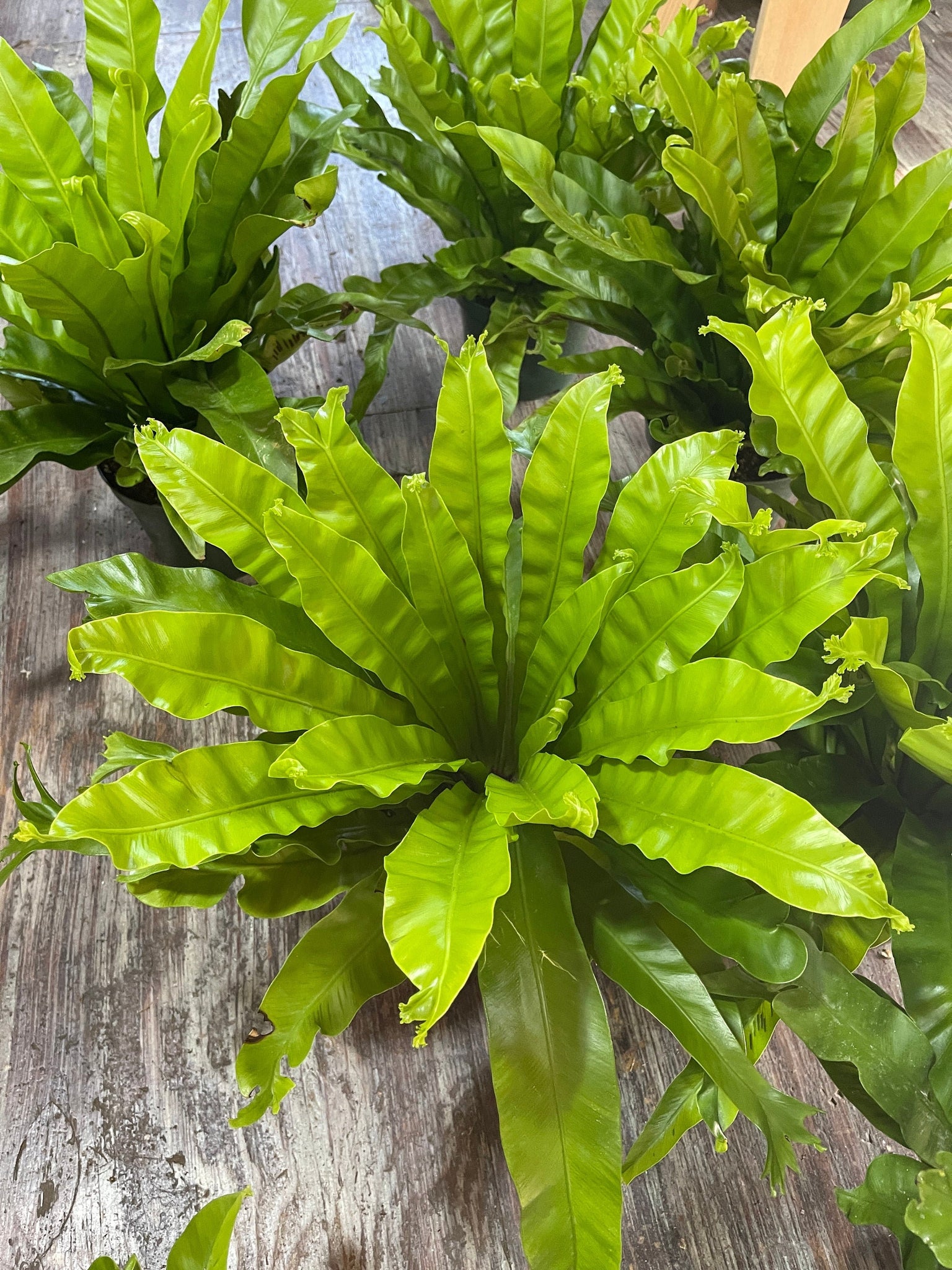 birds nest fern cats Asplenium Nidus Bird's Nest Fern Leslie