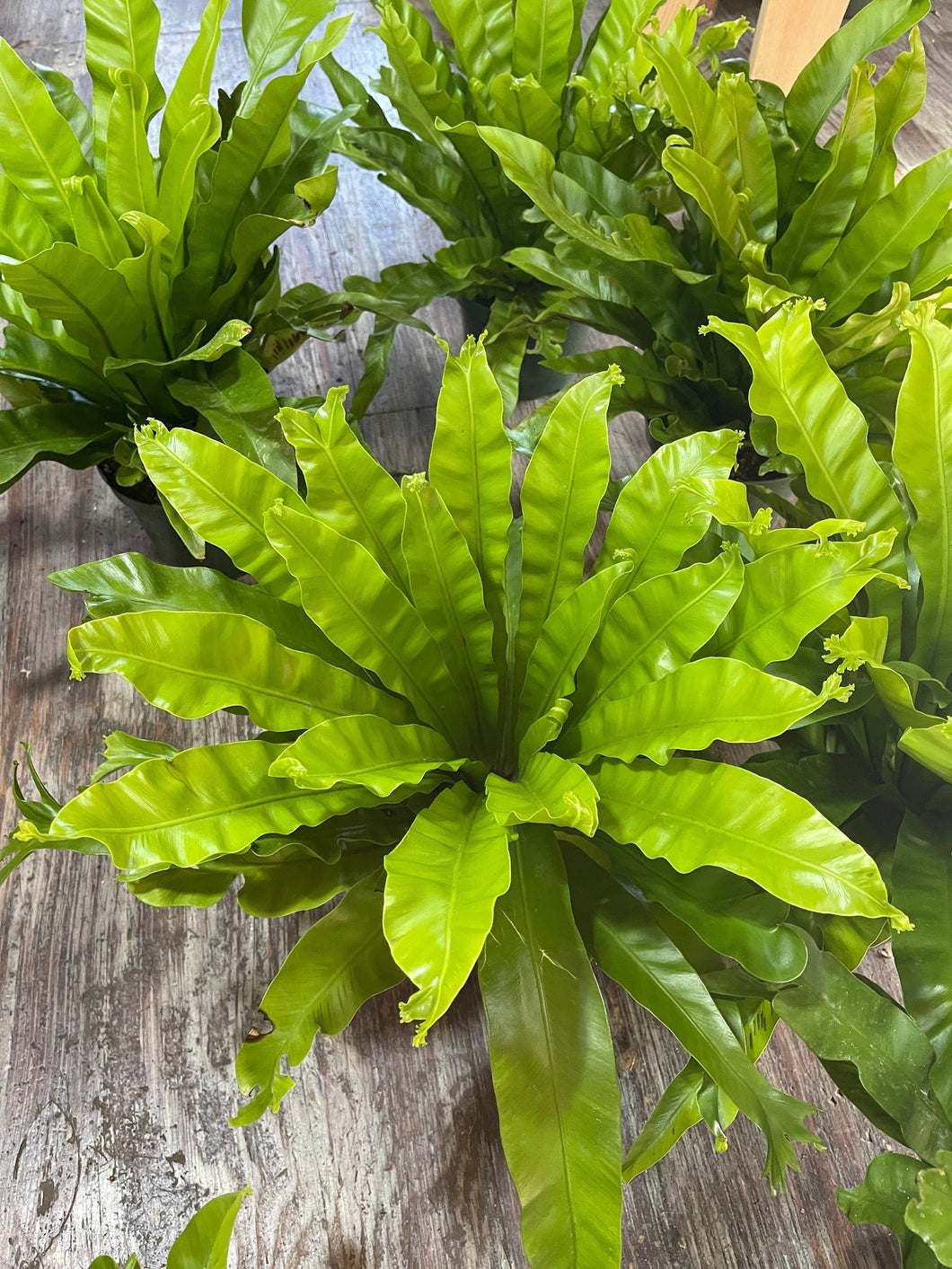 8” pot Bird Nest Fern Leslie Bird nest Fern 15” tall and wide