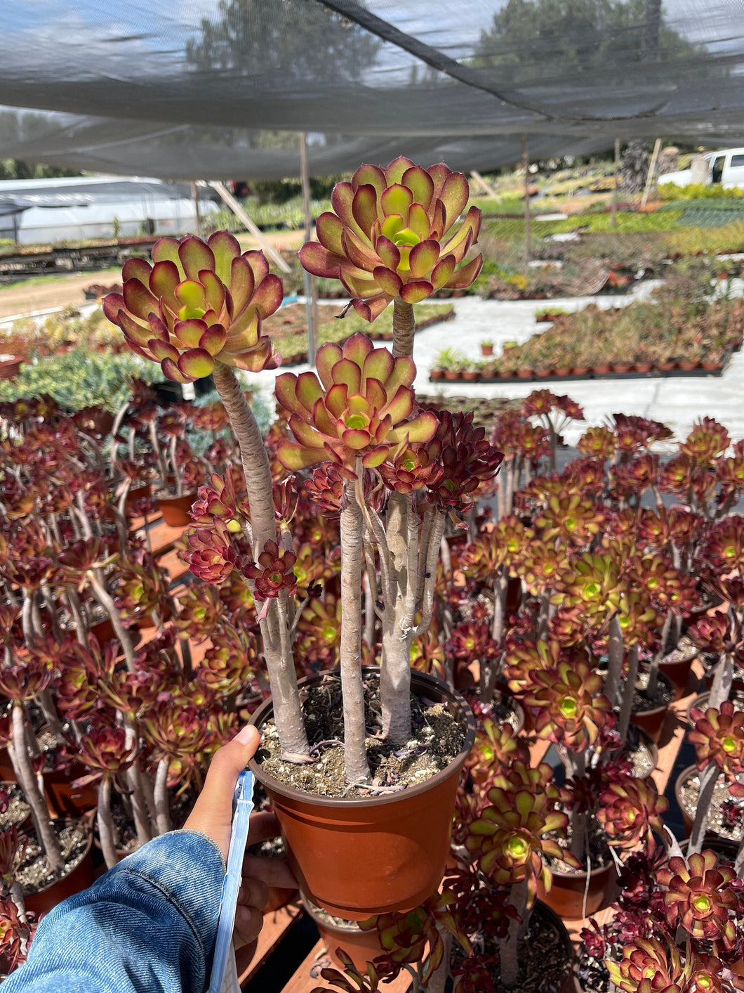 Aeonium tall Rose Looking Succulent 6” pot