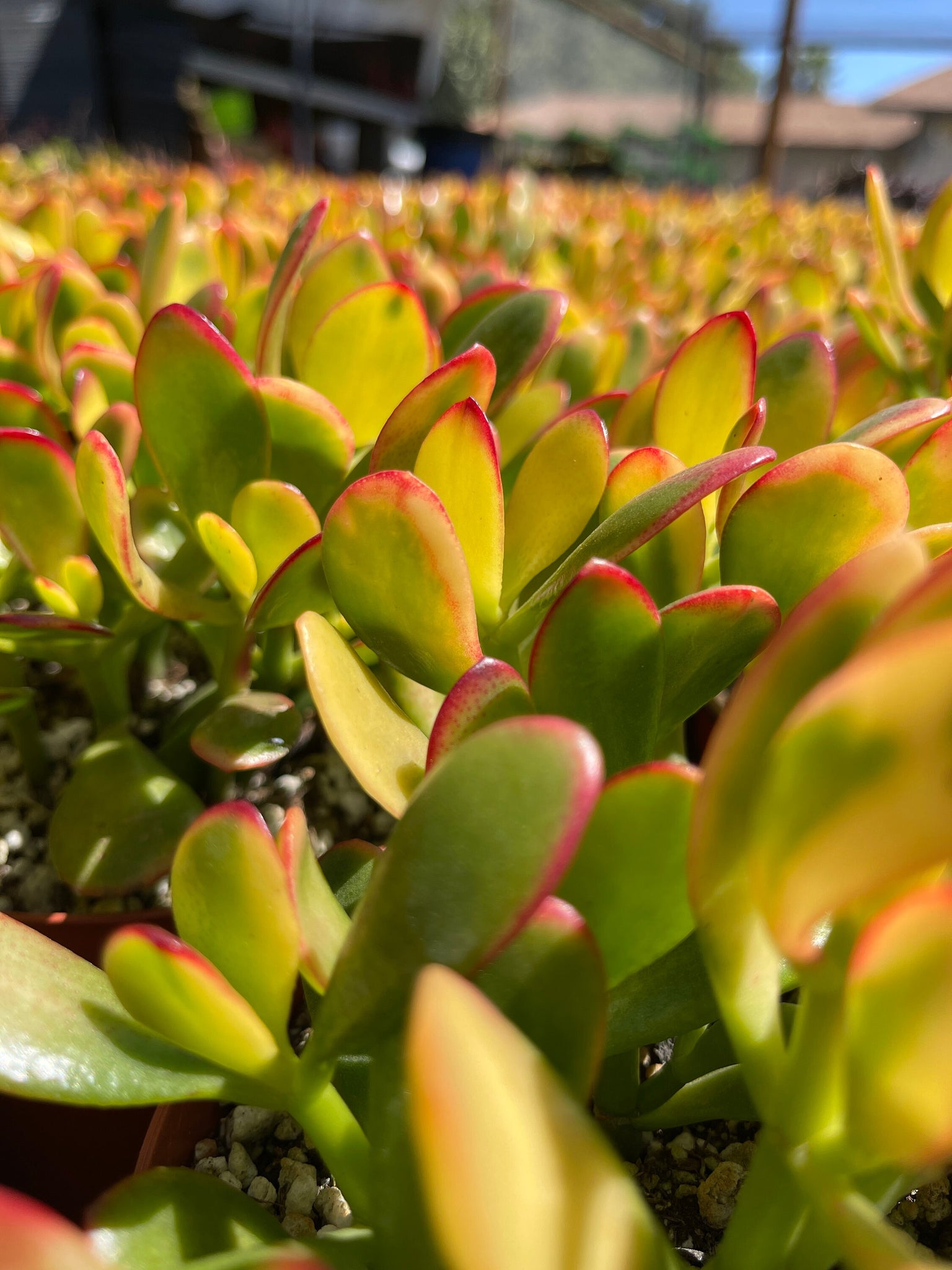 yellow jade plant leaves Crassula Ovata 6” jade Hummel's Sunset Yellow Jade – Dose of Succulents