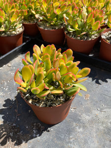 jade plant with yellow leaves Crassula Ovata 6” jade Hummel's Sunset Yellow Jade – Dose of Succulents