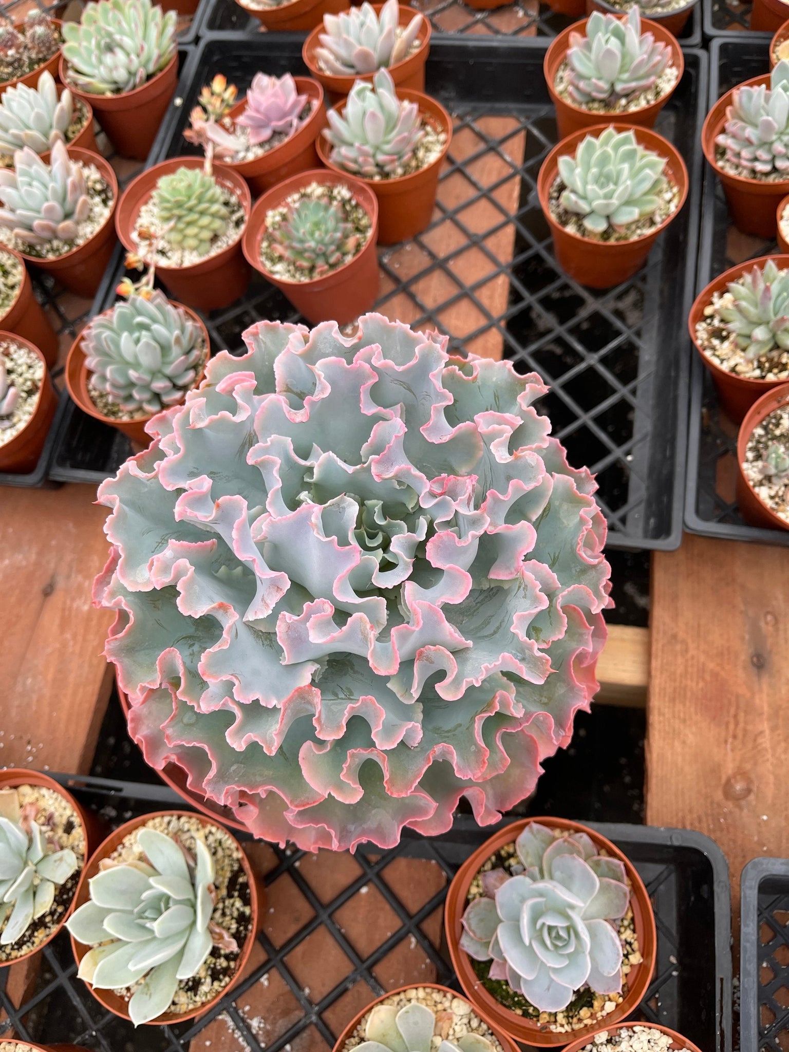 curly succulents for sale Echeveria Curly Pink Hybrid Live Plant – Dose of Succulents