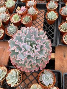 succulent curly Echeveria Curly Pink Hybrid Live Plant – Dose of Succulents