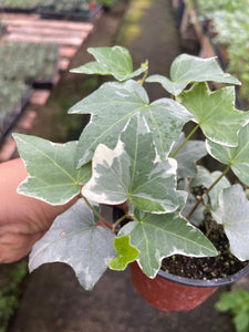 4” pot Variegated white English ivy