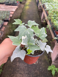 4” pot Variegated white English ivy