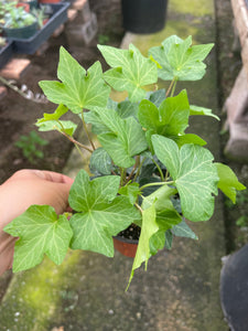 is ivy a succulent English Ivy Plant Hedera Helix 4'' pot Live Plant – Dose of Succulents