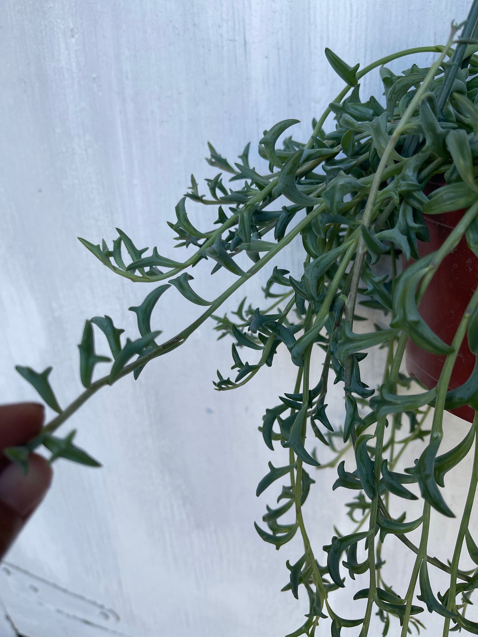 dolphin succulent where to buy String of Dolphins Senecio Peregrinus 6'' Pot Live Plant – Dose of Succulents
