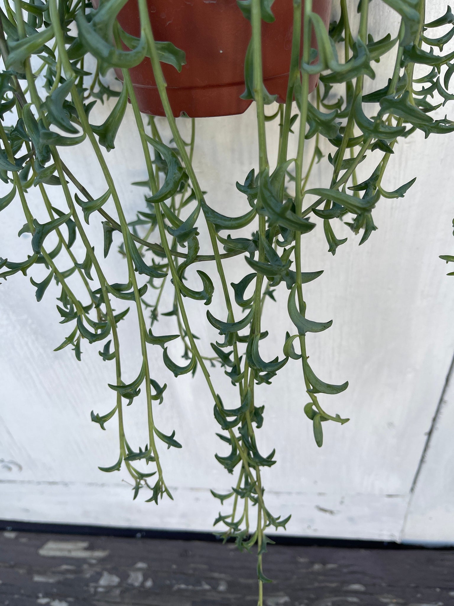 dolphin hanging plant String of Dolphins Senecio Peregrinus 6'' Pot Live Plant – Dose of Succulents