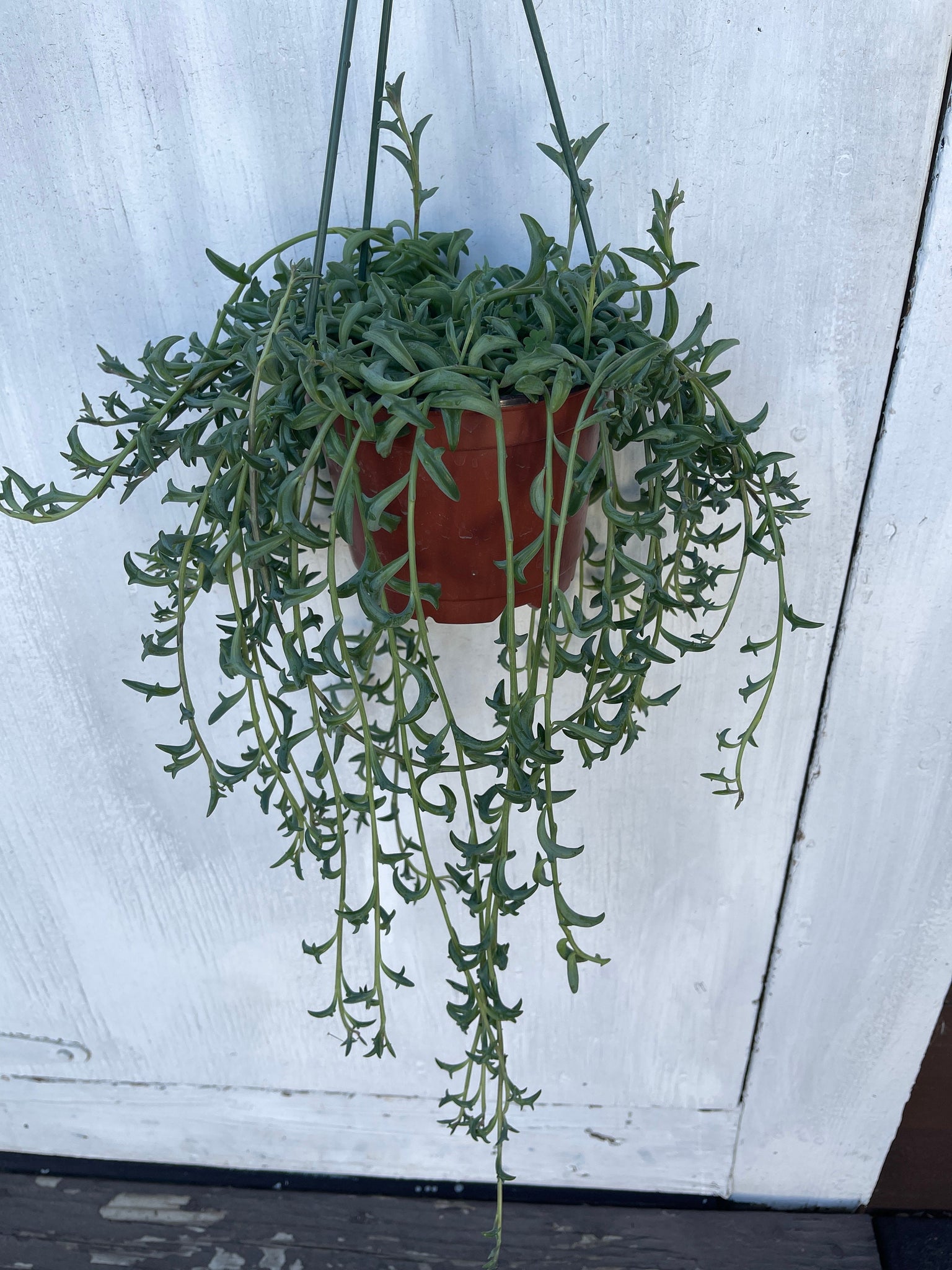 hanging dolphin plant String of Dolphins Senecio Peregrinus 6'' Pot Live Plant – Dose of Succulents