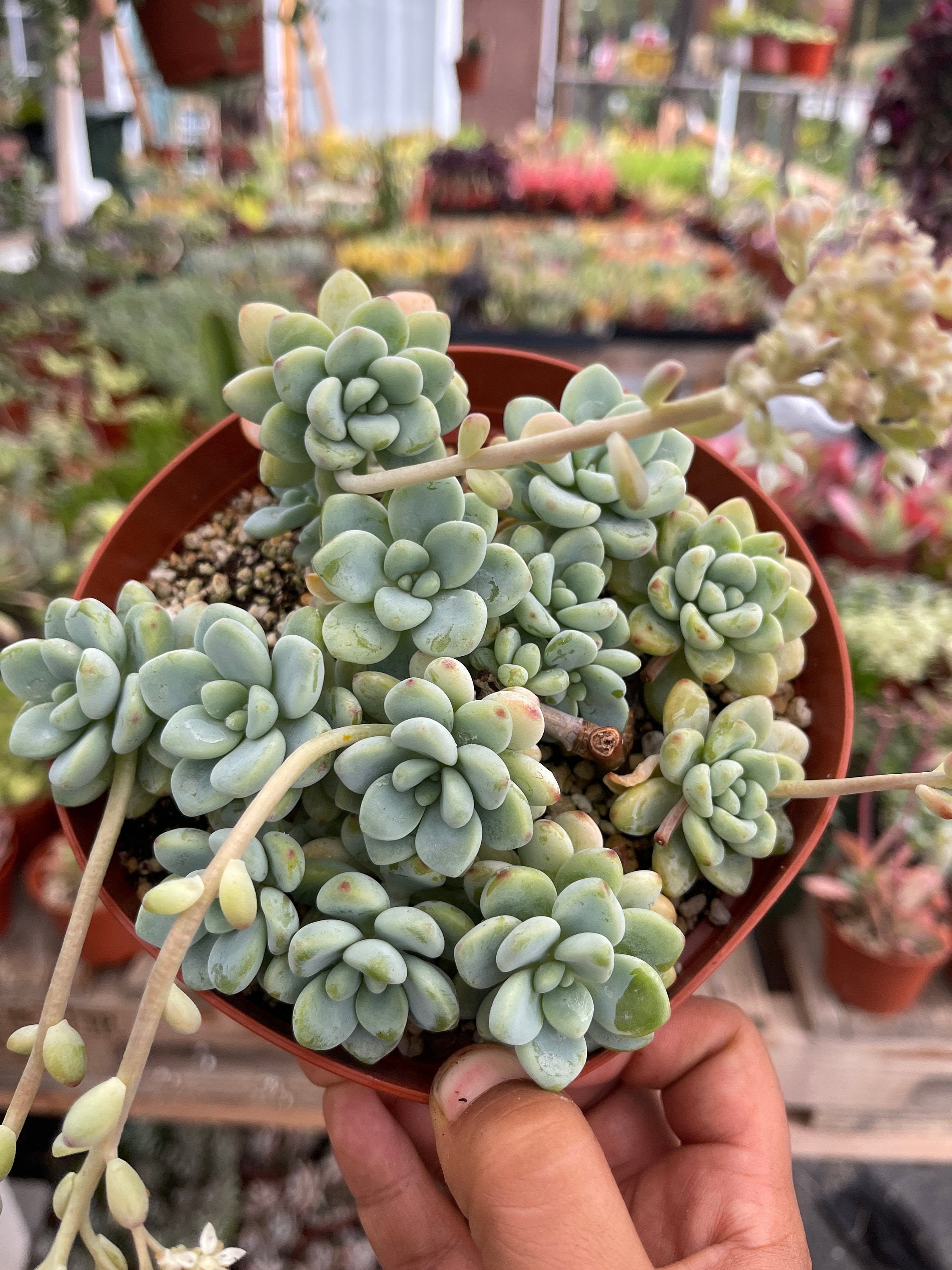clavatum succulent Sedum Clavatum 6” pot full pot – Dose of Succulents