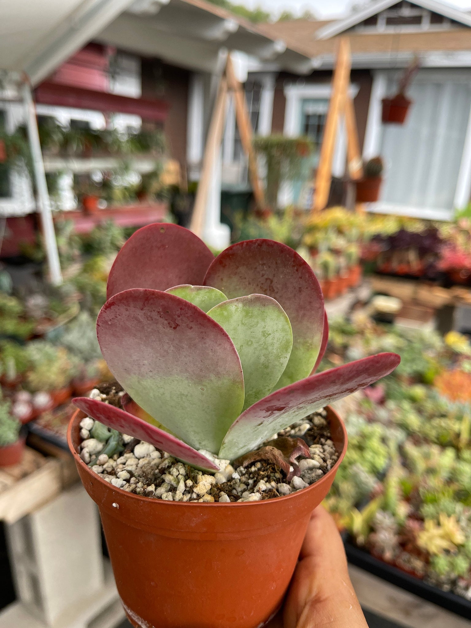 plant flapjack succulent Kalanchoe Luciae Flapjack Succulent – Dose of Succulents