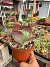 Load image into Gallery viewer, Kalanchoe Luciae Flapjack Succulent