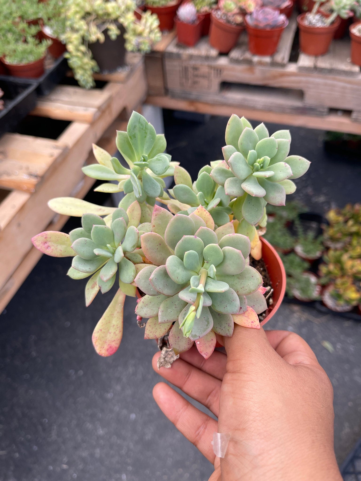 calandrinia plant succulent calandrinia spectabilis 4” pot – Dose of Succulents