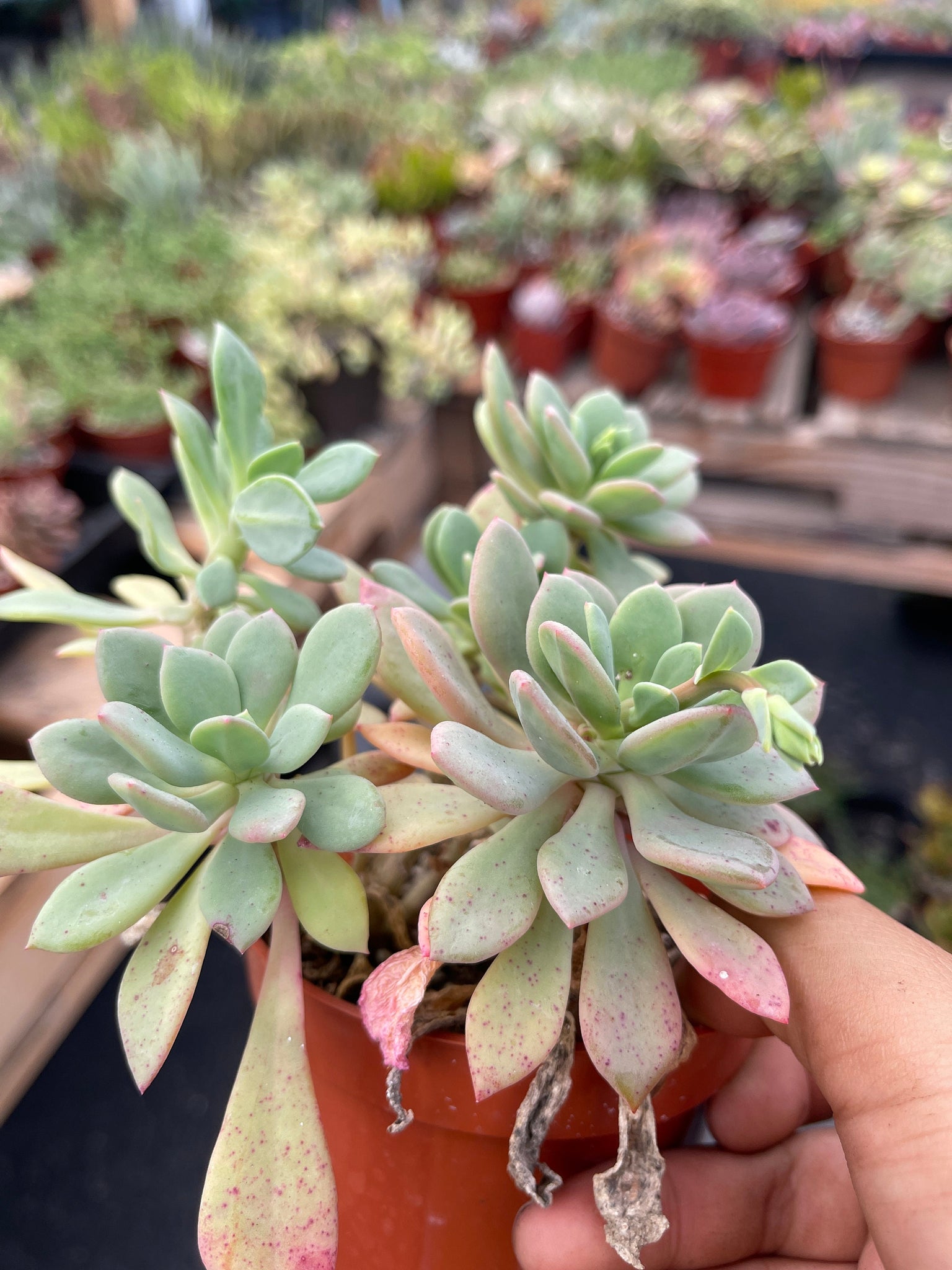 calandrinia plant succulent calandrinia spectabilis 4” pot – Dose of Succulents