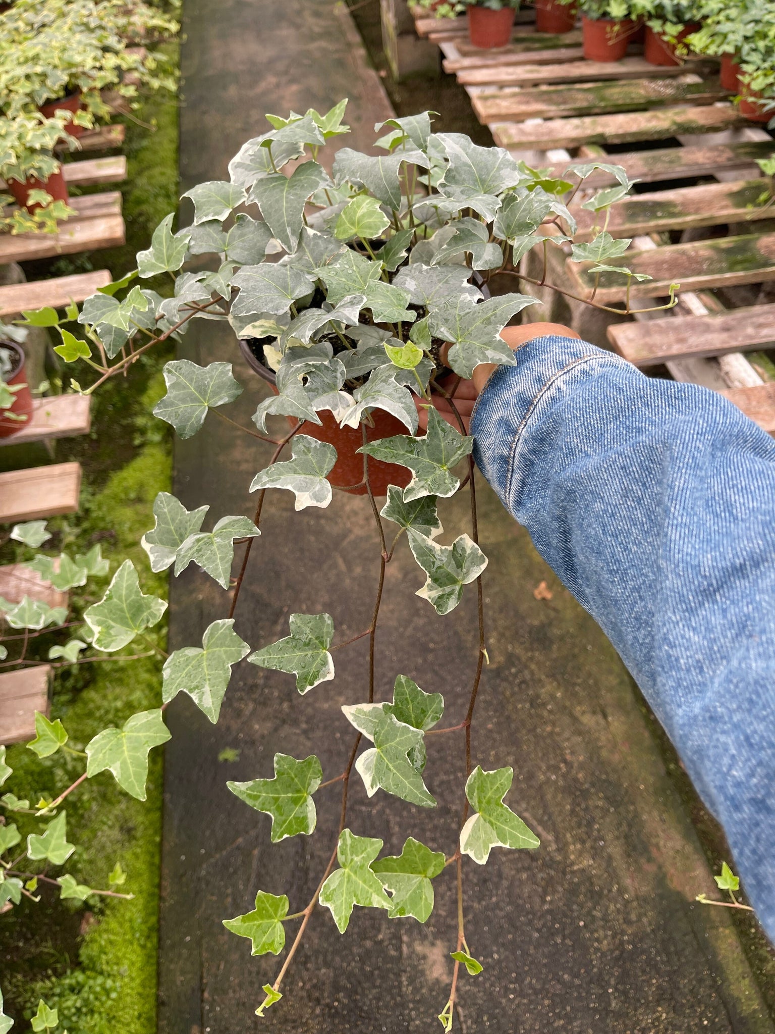 succulent ivy Long White Variegated Ivy Plant 6'' Pot Trailing plant – Dose of Succulents