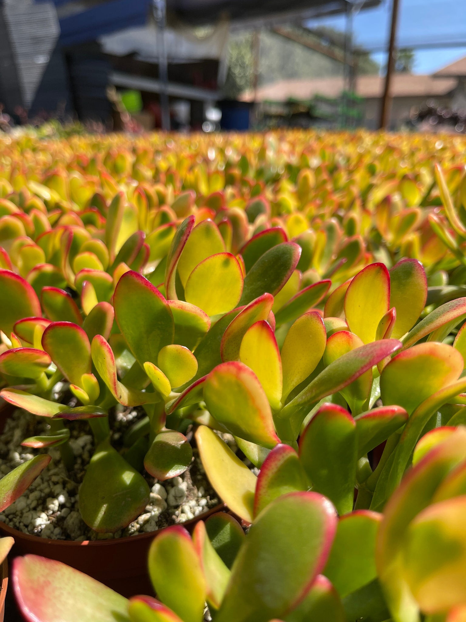 jade plant yellow Crassula Ovata 6” jade Hummel's Sunset Yellow Jade – Dose of Succulents