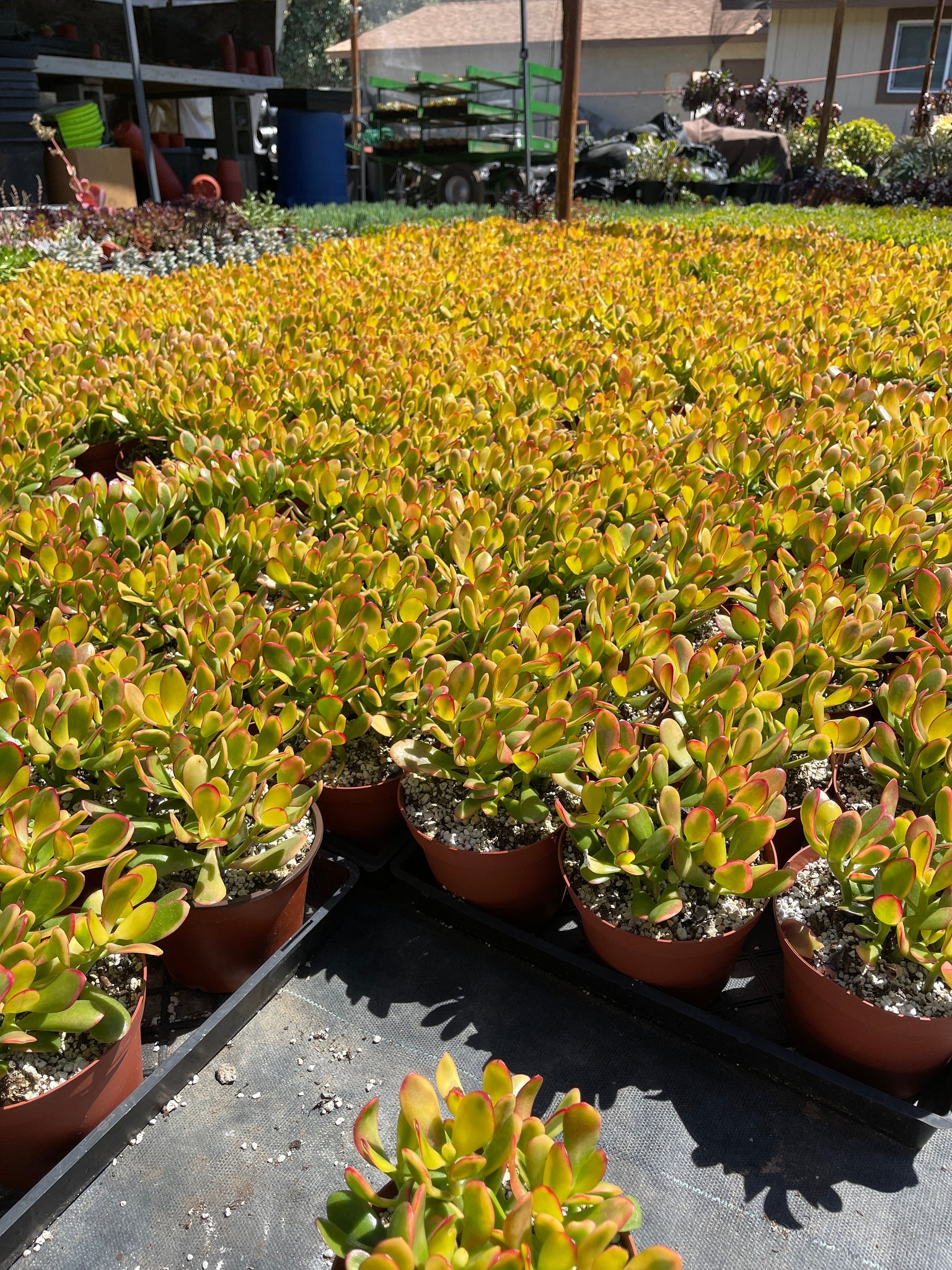 6 jade plant Crassula Ovata 6” jade Hummel's Sunset Yellow Jade – Dose of Succulents