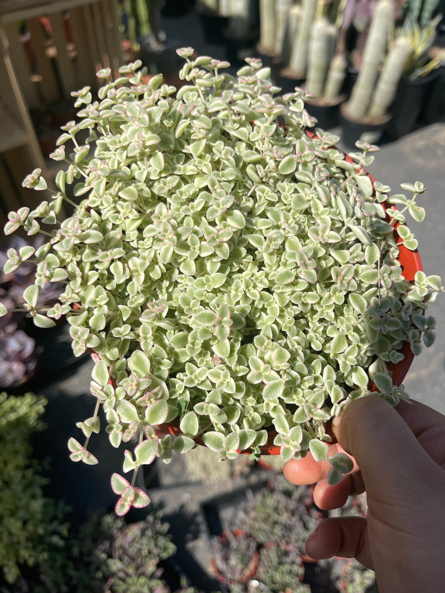 little missy succulent Sedum 'Little Missy'