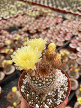 Load image into Gallery viewer, 4” Flowering Mammillaria Cactus Yellow Flower