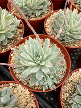 Load image into Gallery viewer, Echeveria Violet Queen - 6&#39;&#39; Pot