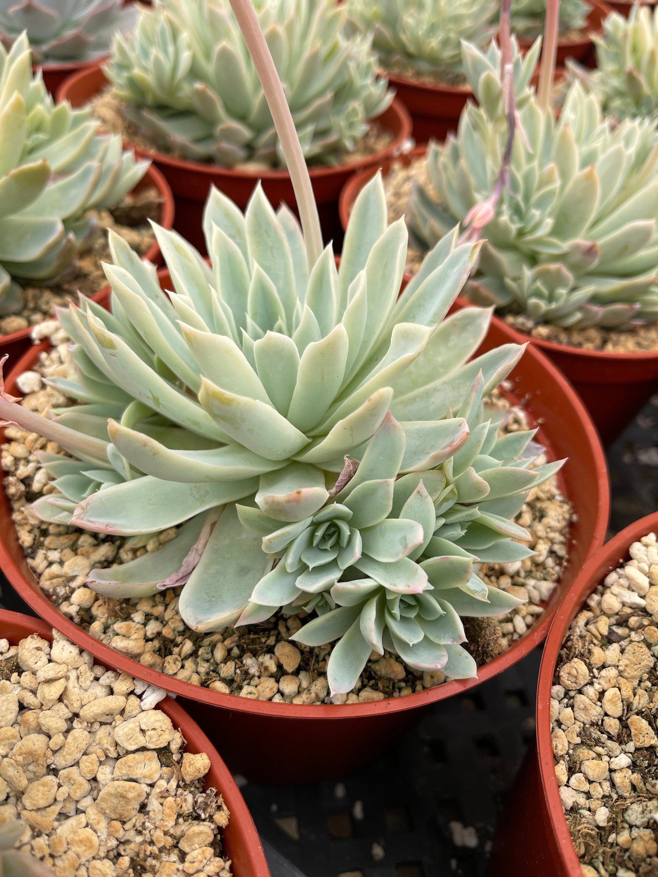echeveria violet queen succulent Echeveria 'Violet Queen' 6 Inch Cluster