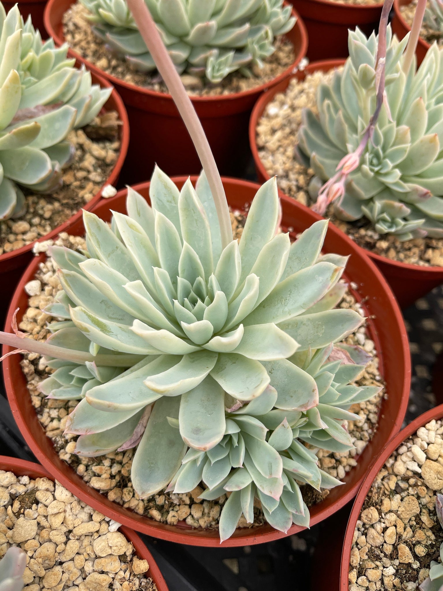 violet queen succulent Echeveria 'Violet Queen' 6 Inch Cluster