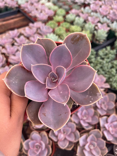 Echeveria Perle Von Nürnberg - 4'' pot