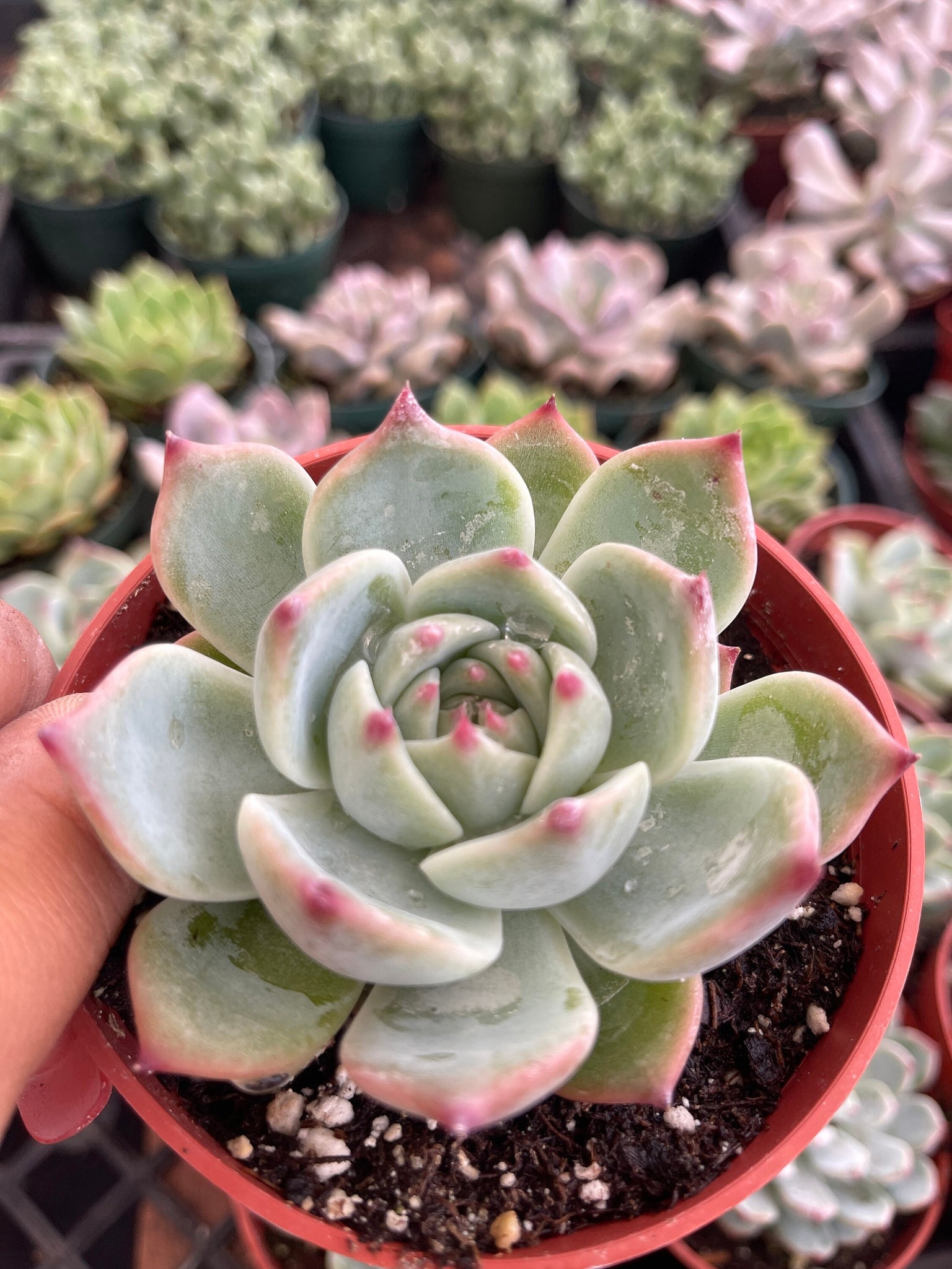 colorcup succulent Echeveria Colorata Chihuahuense Succulent 4'' pot Live Plant – Dose of Succulents