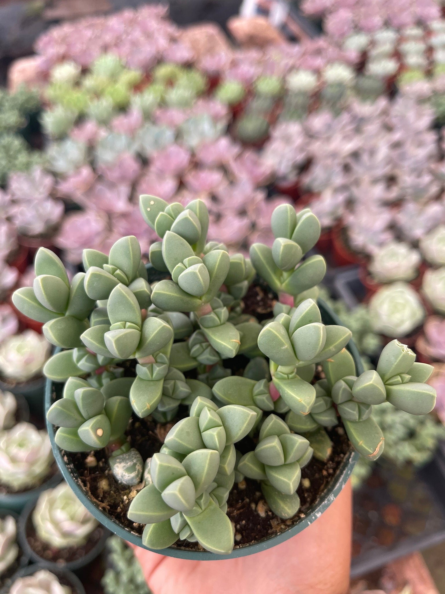 ice plant in a pot Corpuscularia lehmannii