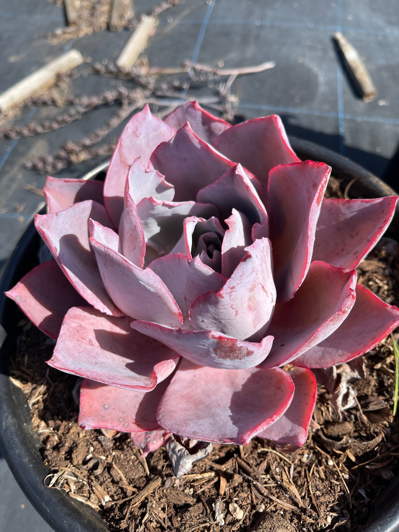 echeveria afterglow succulent plant Echeveria Afterglow 8'' Pot Live Plant – Dose of Succulents