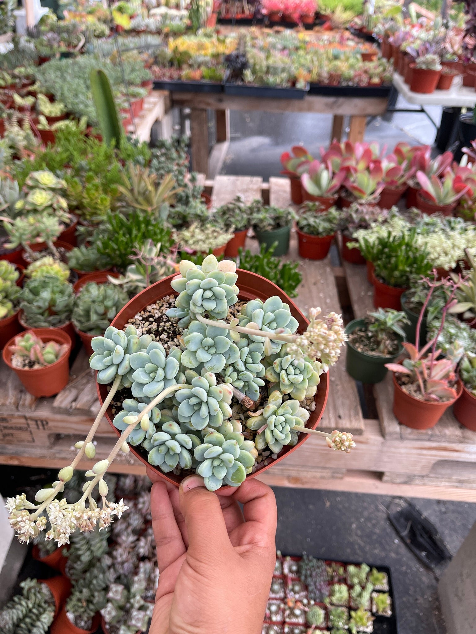 sedum clavatum succulent Sedum Clavatum 6” pot full pot – Dose of Succulents