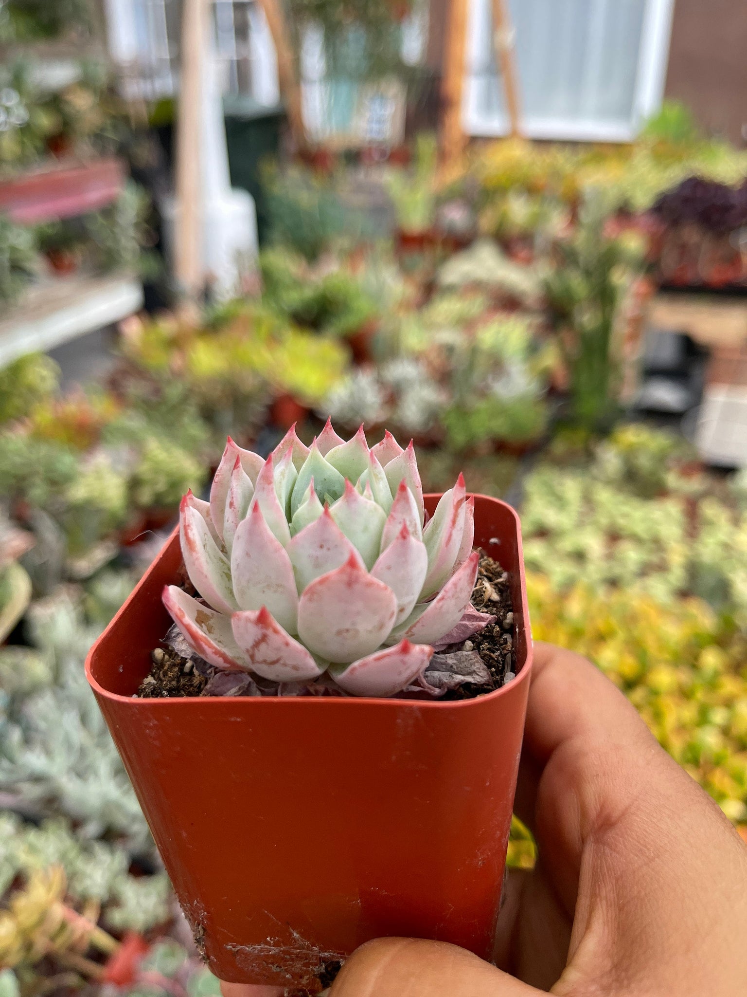 azulita succulent Echeveria Azulita 2 Inch