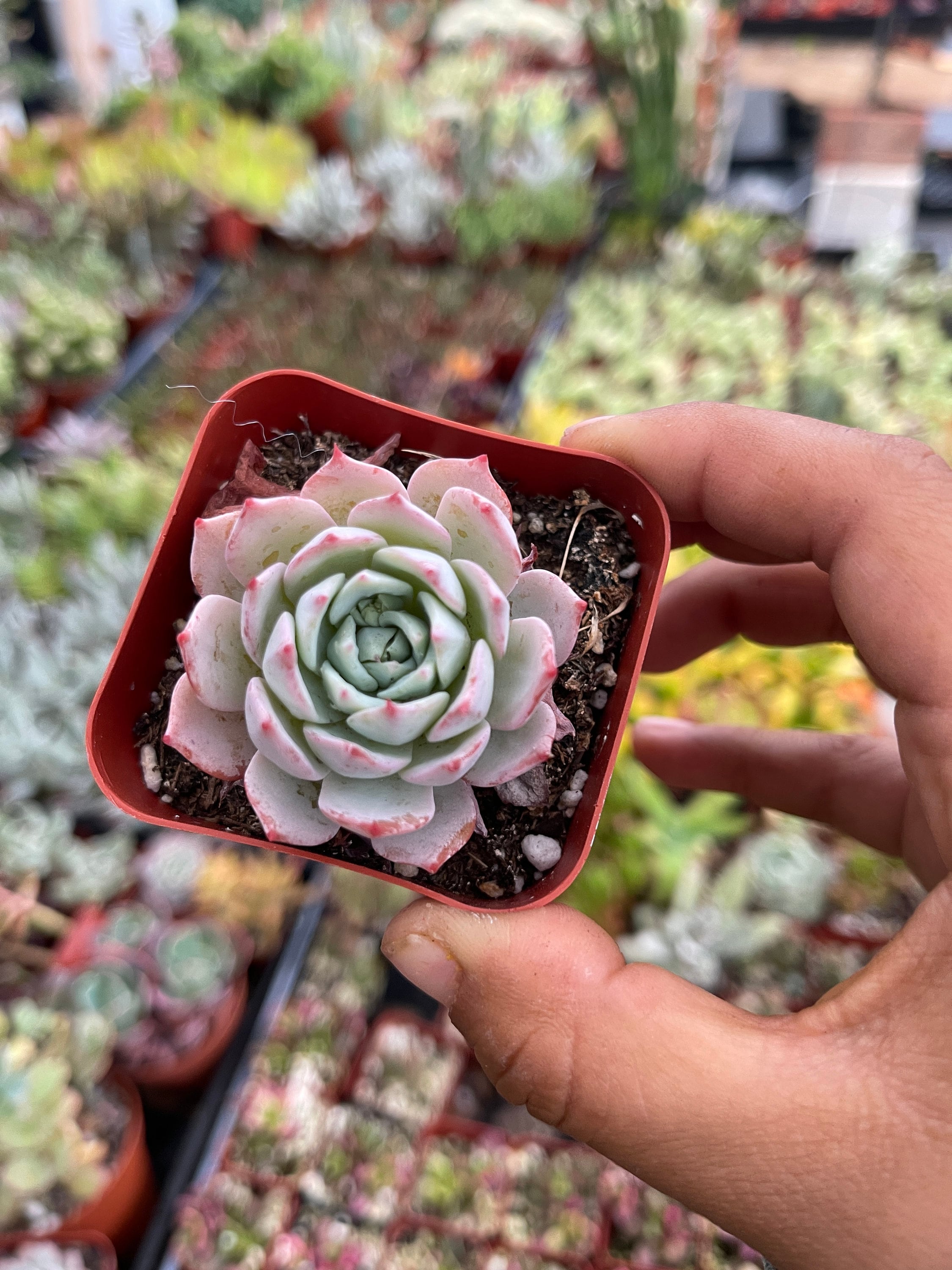 azulita succulent Echeveria Azulita 2 Inch