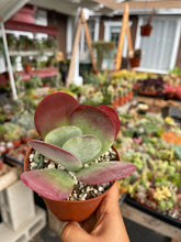 Load image into Gallery viewer, Kalanchoe Luciae Flapjack Succulent