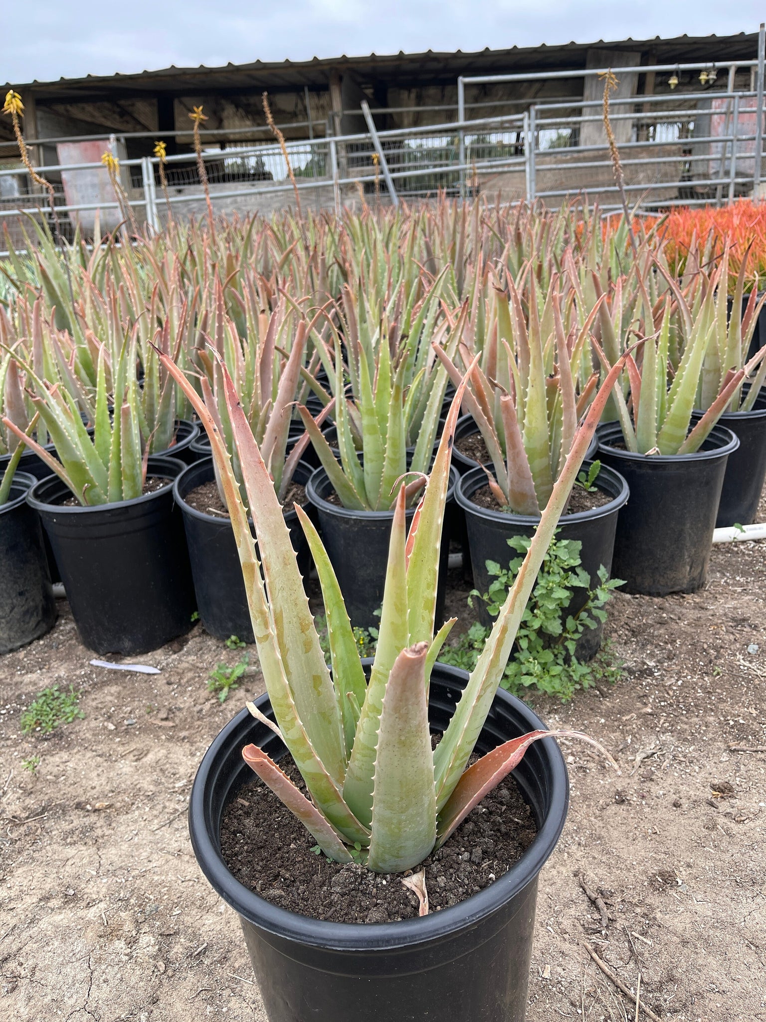 where to buy an aloe vera plant near me Large Aloe Vera Plant Bare root – Dose of Succulents