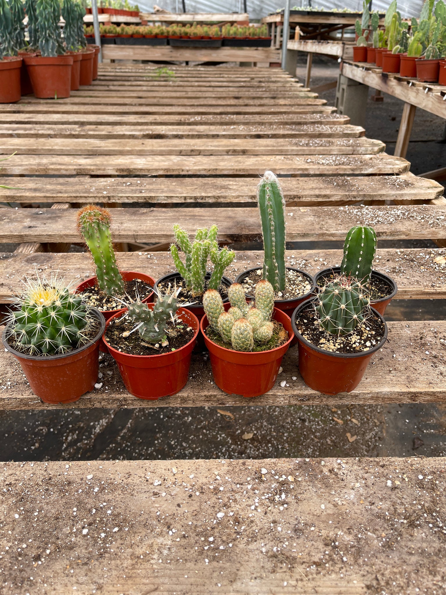assorted succulents and cacti Assorted Cacti Collection 8 Pack