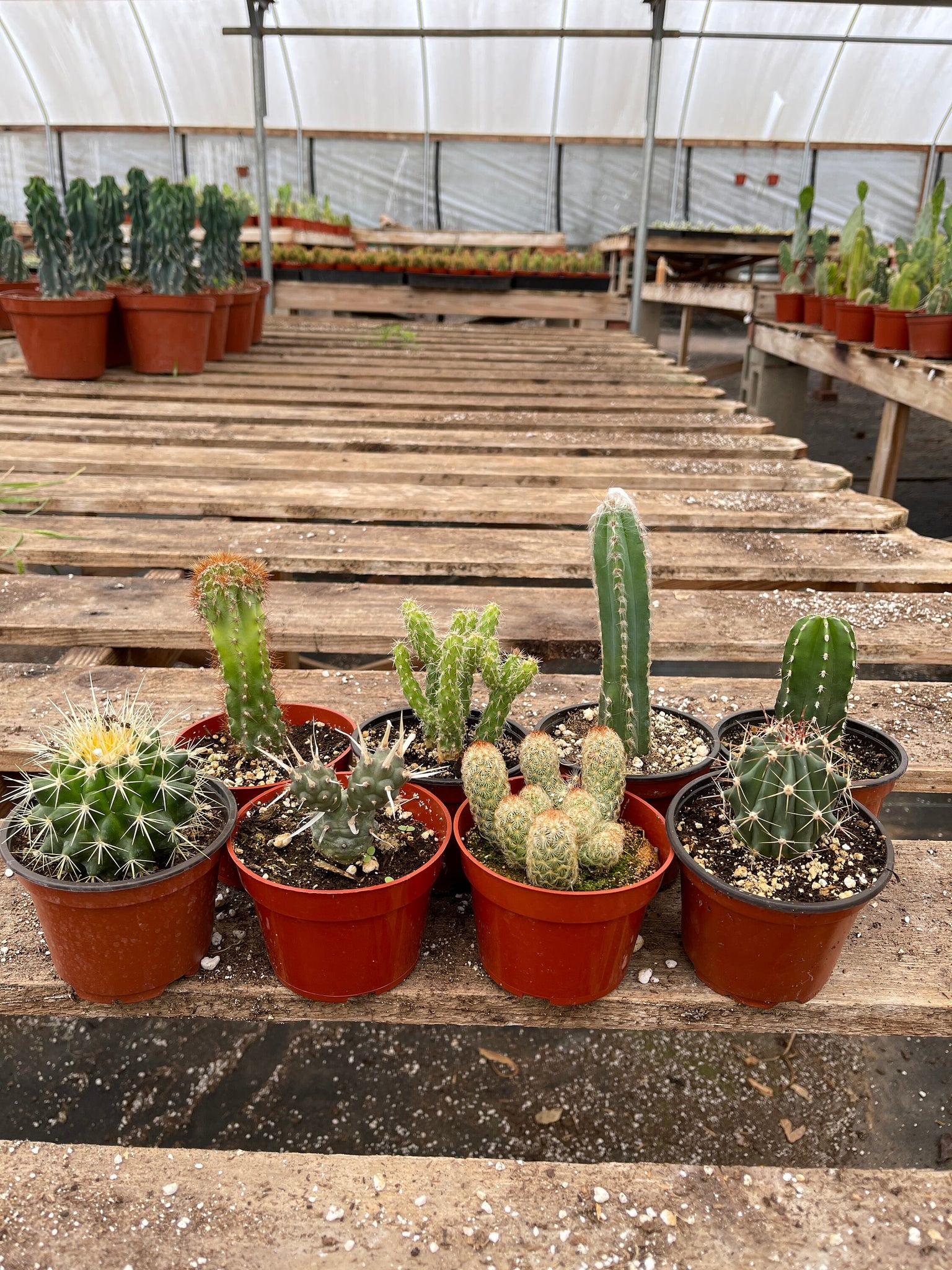 cactus plant pots for sale Assorted Cacti Collection 8 Pack
