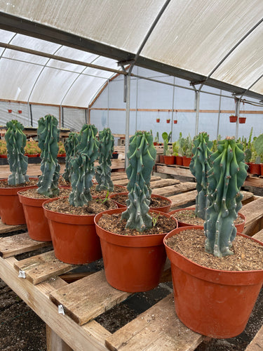 Cereus Peruvianus Monstrose Beautiful BLUE COLOR