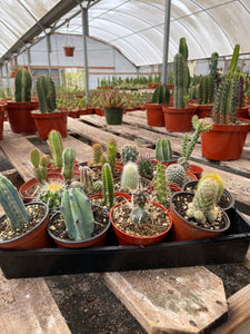 20 pack 4” assorted Cacti Collection 20 varieties