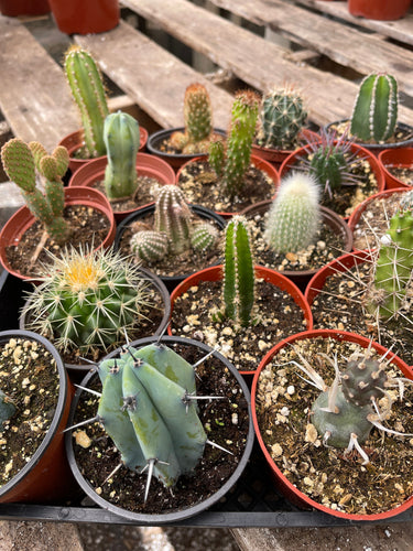 20 pack 4” assorted Cacti Collection 20 varieties