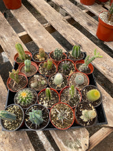 Load image into Gallery viewer, 20 pack 4” assorted Cacti Collection 20 varieties