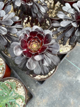 Load image into Gallery viewer, Aeonium Black Rose petals monocarpic