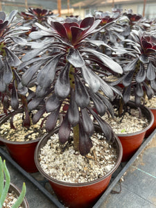 succulent black stem Aeonium Black Rose Single Rose Live Plant