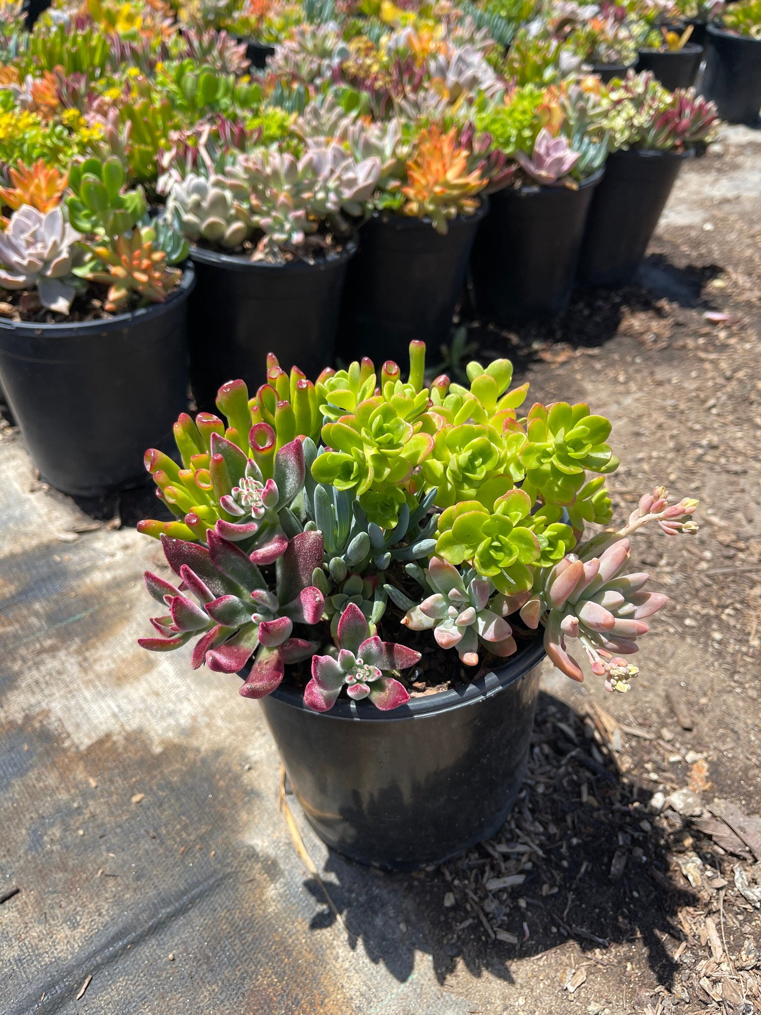 1 gallon succulents Assorted Succulent Arrangement