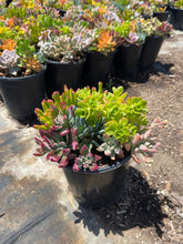 Load image into Gallery viewer, Assorted Succulent Arrangement in a 1gal pot