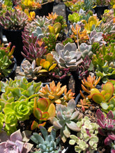 Load image into Gallery viewer, Assorted Succulent Arrangement in a 1gal pot