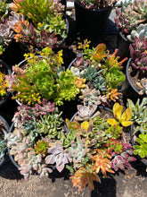 Load image into Gallery viewer, Assorted Succulent Arrangement in a 1gal pot