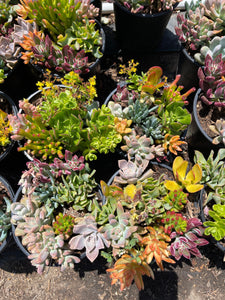 Assorted Succulent Arrangement in a 1gal pot